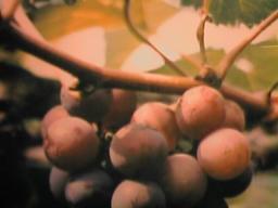 grape020.JPG (7685 bytes)