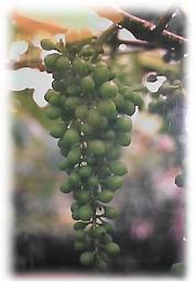 grape005.JPG (8891 bytes)