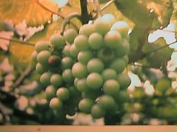 grape0071.JPG (10083 bytes)