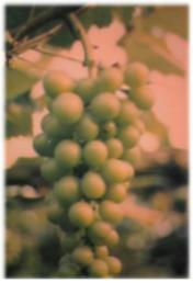 grape009.JPG (7323 bytes)