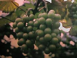 grape0081.JPG (10088 bytes)