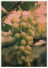 grape010.JPG (6777 bytes)