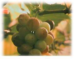 grape019.JPG (7464 bytes)