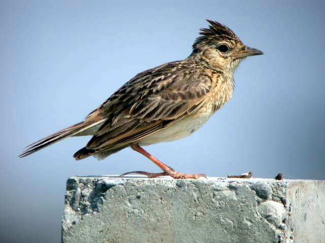 bird005.JPG