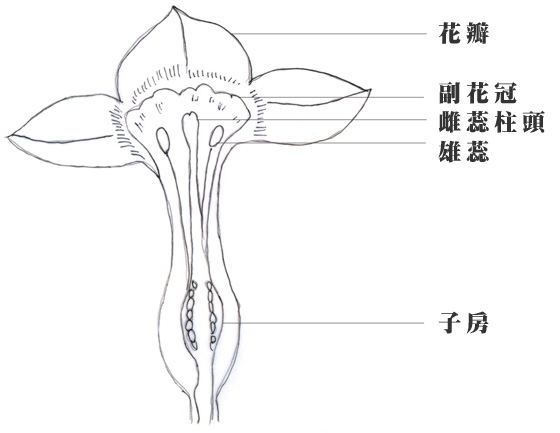 水仙花剖面图