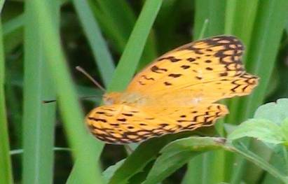 紅擬豹斑蝶
