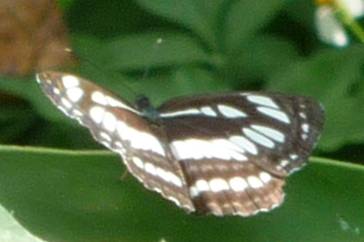 琉球三線蝶