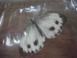 臺灣紋白蝶