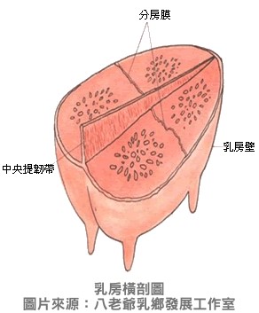 乳房橫剖圖