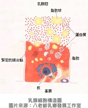 乳腺細胞構造圖