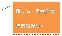 直線圖說文字 2: 如其名，果實如砲彈的砲彈樹。