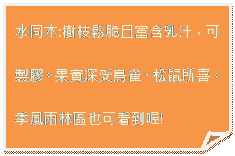 摺角紙張: 水同木:樹枝鬆脆且富含乳汁，可製膠。果實深受鳥雀、松鼠所喜。季風雨林區也可看到喔!