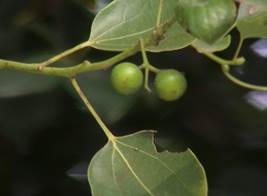 樟樹果實