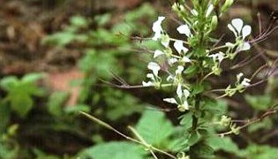 白花菜(不是白花椰菜喔)