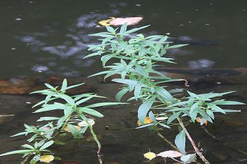 細葉水丁香