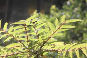 食茱萸