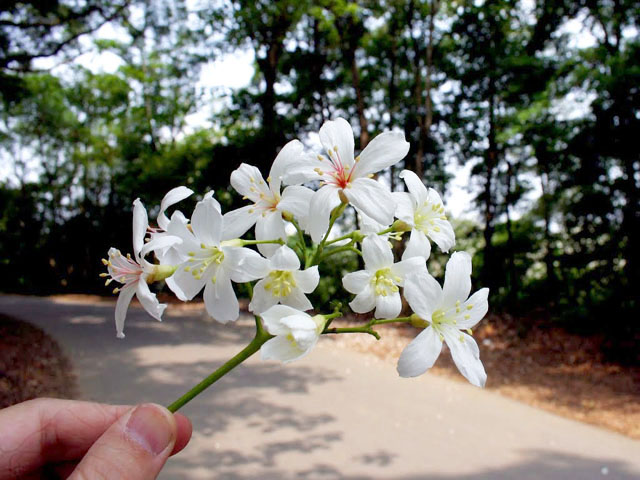 福田生態社區桐花步道裏的油桐花