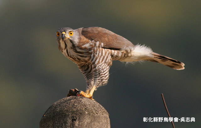 如果你認識鳳頭蒼鷹