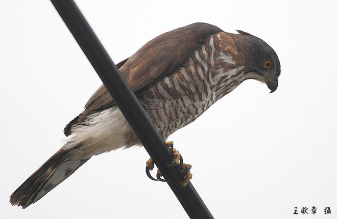 鳳頭蒼鷹