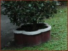 Plum-blossom shape bonsai base