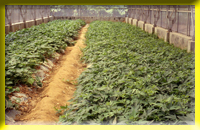 The breed of sweet potato has also changed with the use and the development of multiplicity aspect