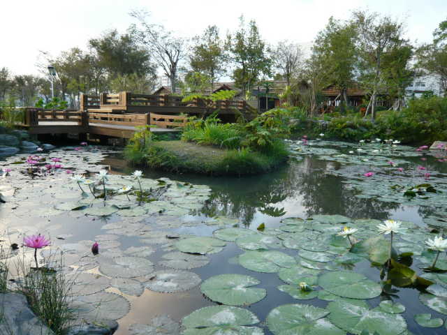 Lotus Pond