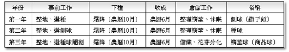 水仙栽種時程表