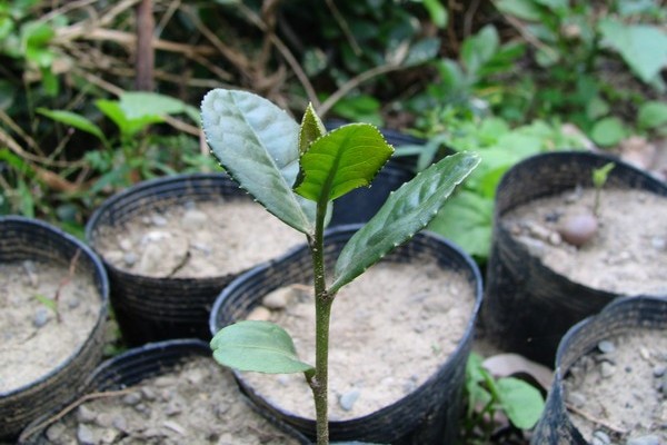 tea trees has sprouted！