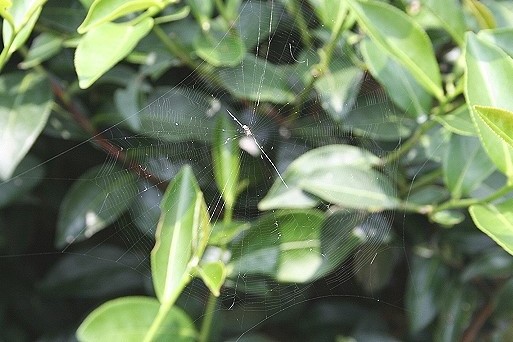 spider web