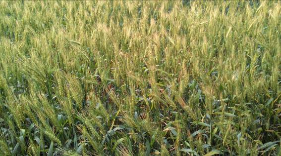 「小麥」為萬榖之王，全球年產量約在5億8千萬噸以上